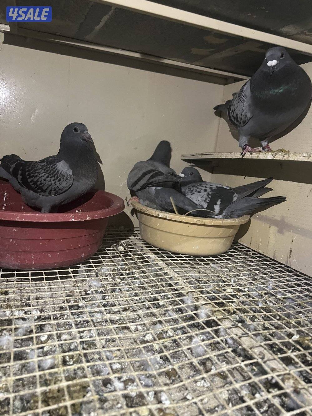 للبيع حمام زاجل ازواج شبب مع الانتاج بيض وفروخ3