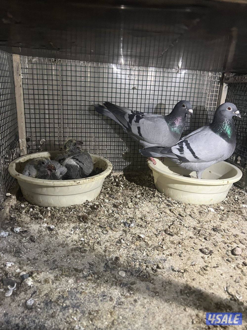للبيع حمام زاجل ازواج شبب مع الانتاج بيض وفروخ4