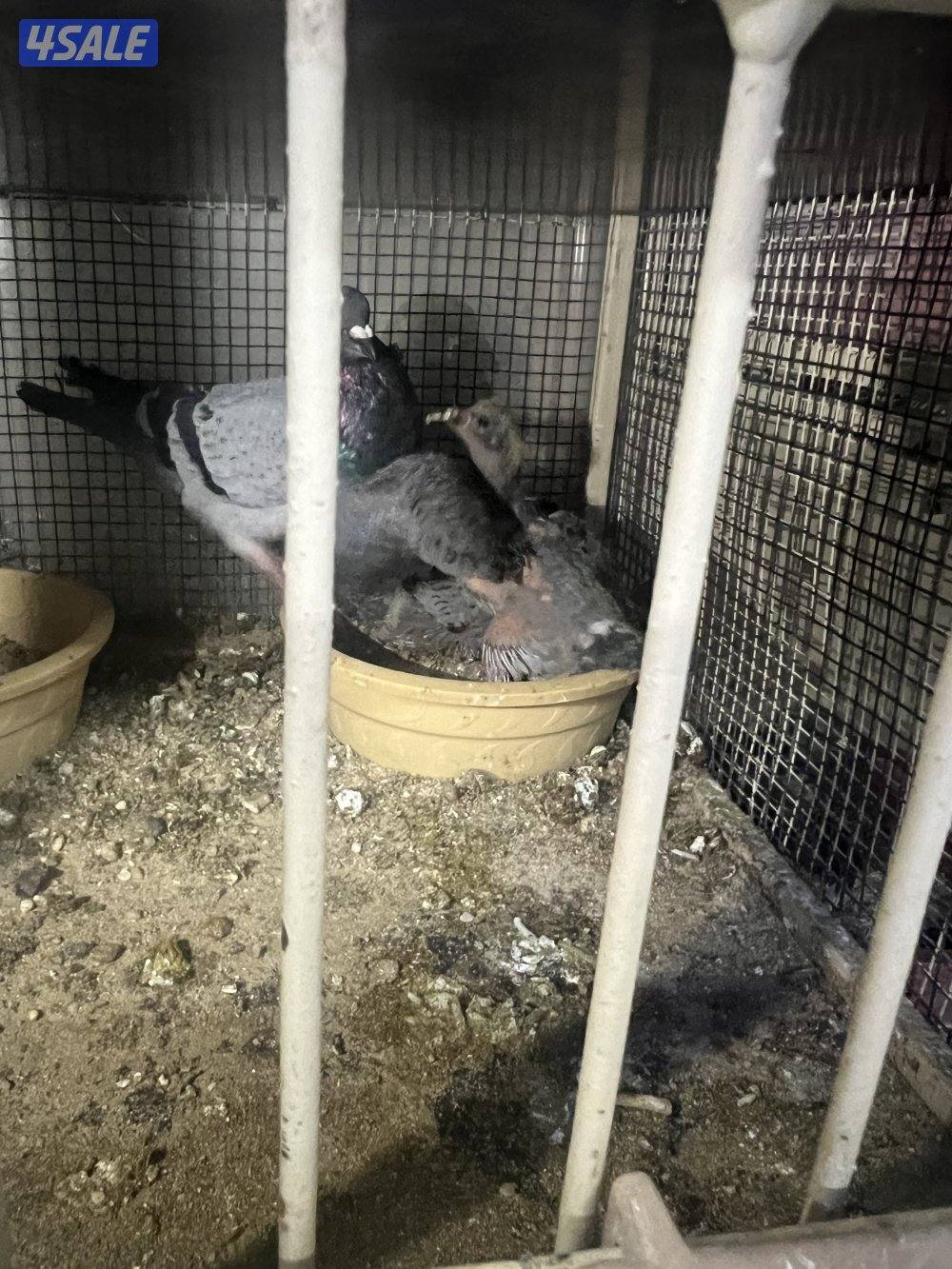 للبيع حمام زاجل ازواج شبب مع الانتاج بيض وفروخ5