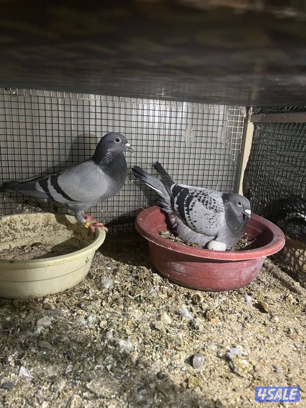 للبيع حمام زاجل ازواج شبب مع الانتاج بيض وفروخ6