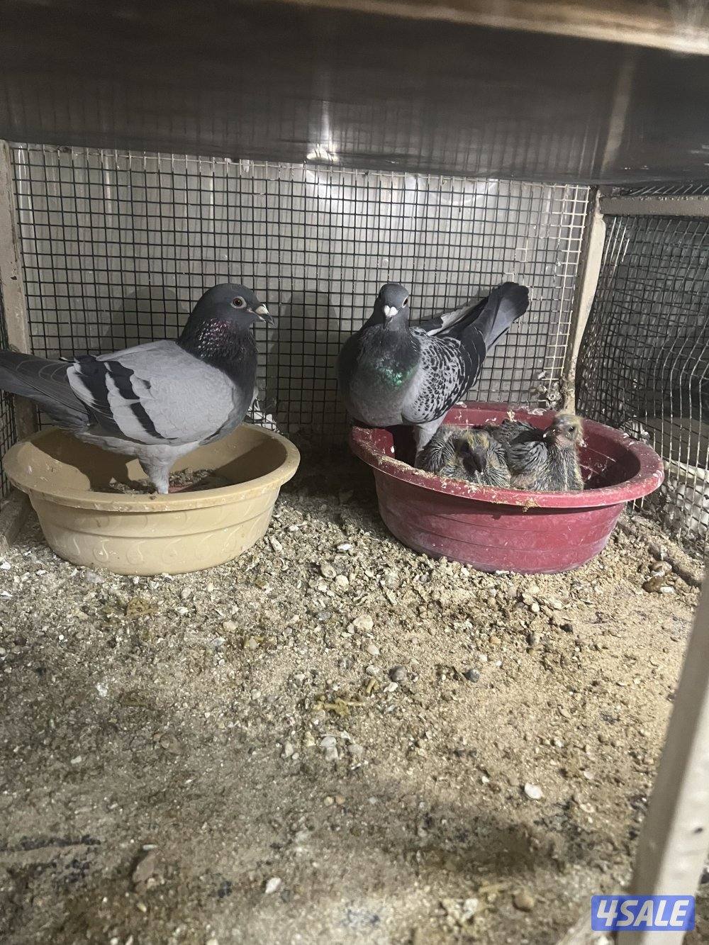 للبيع حمام زاجل ازواج شبب مع الانتاج بيض وفروخ7