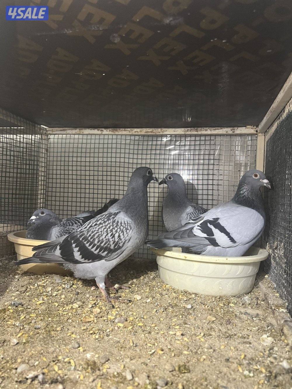 للبيع حمام زاجل ازواج شبب مع الانتاج بيض وفروخ8