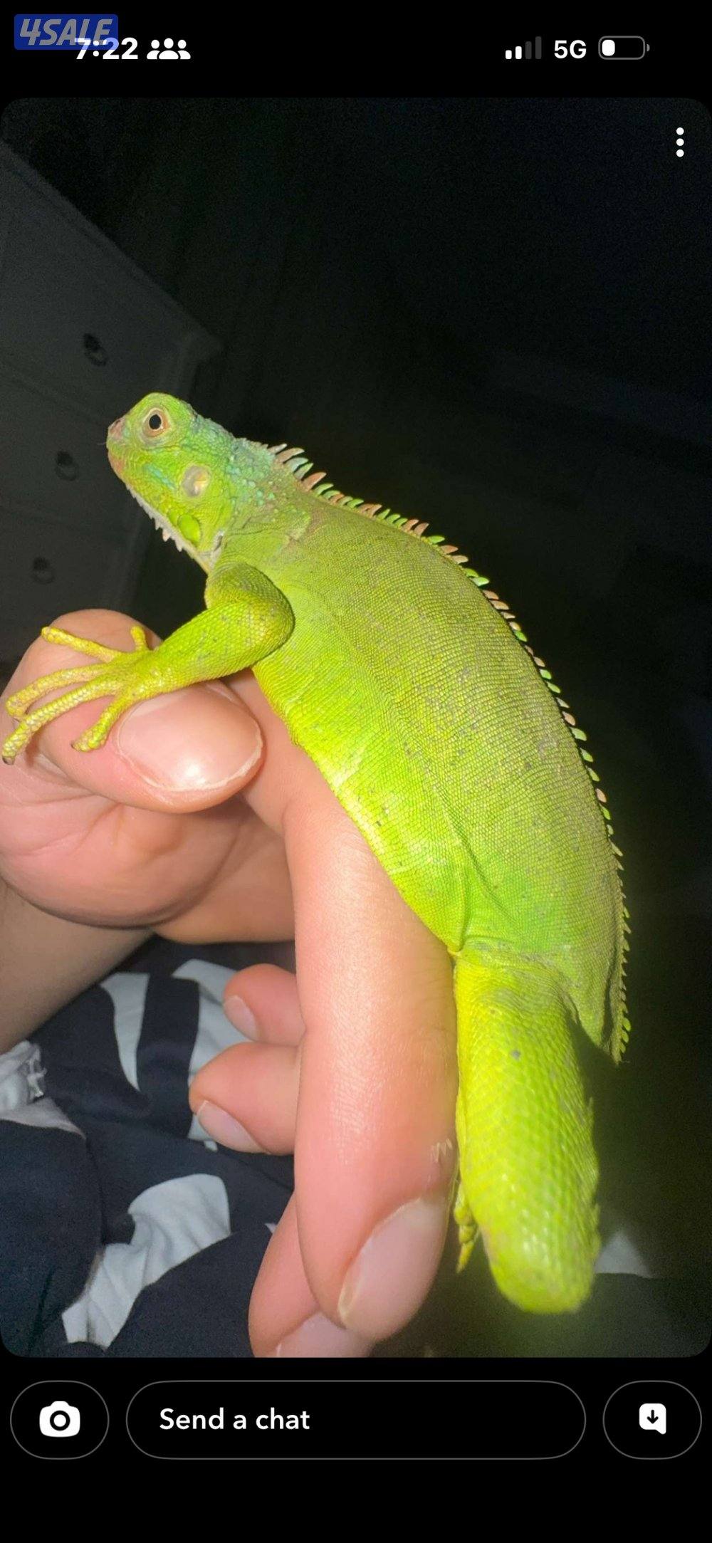 للبيع green juvenile iguana0