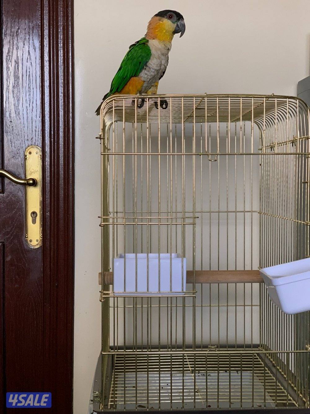 للبيع كايك ربوة يقول بوسة ويباوس يطلع ع الايد0