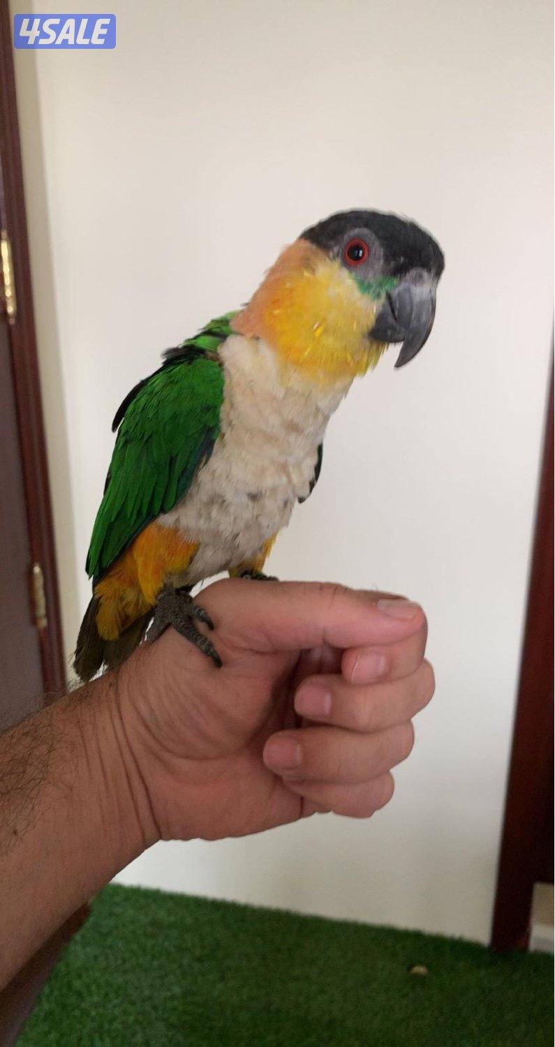 للبيع كايك ربوة يقول بوسة ويباوس يطلع ع الايد1