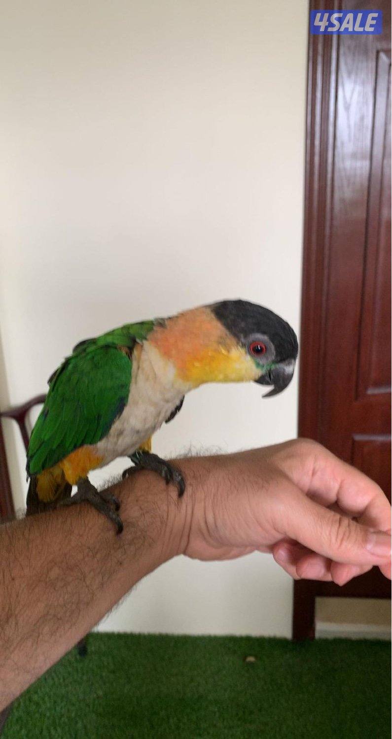 للبيع كايك ربوة يقول بوسة ويباوس يطلع ع الايد2