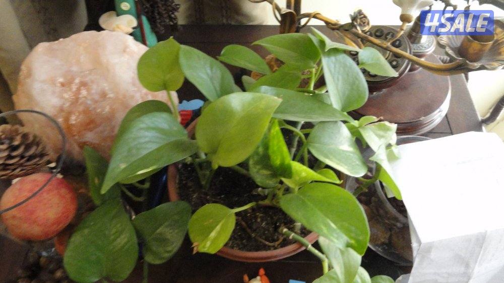 كاميرا سوني مع كامل اغراضها10