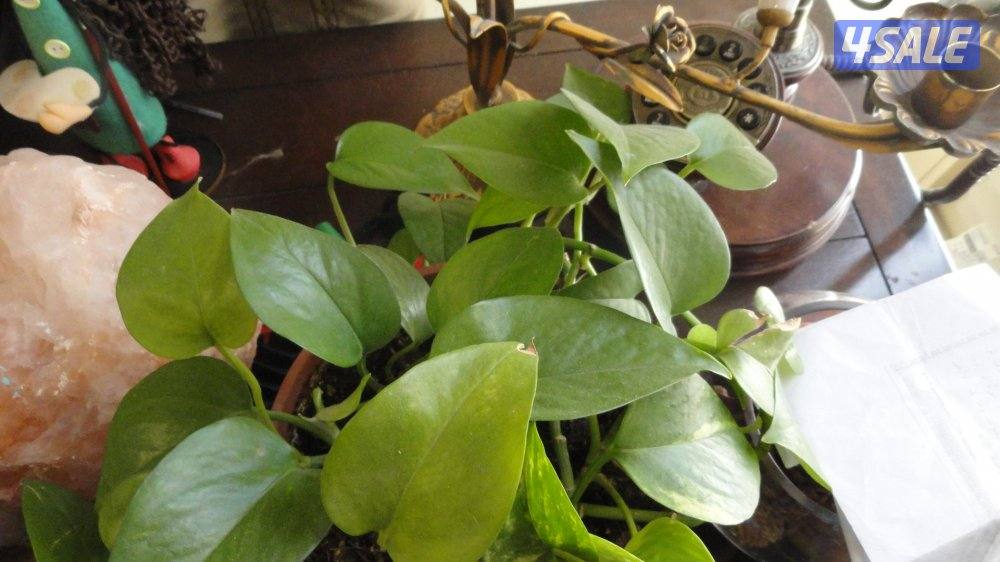 كاميرا سوني مع كامل اغراضها14