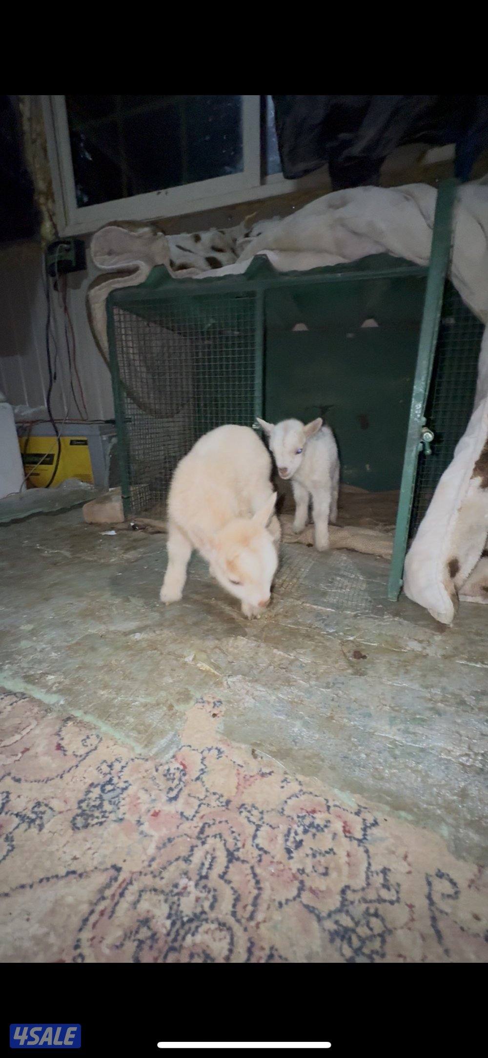 للبيع ماعز القزم0