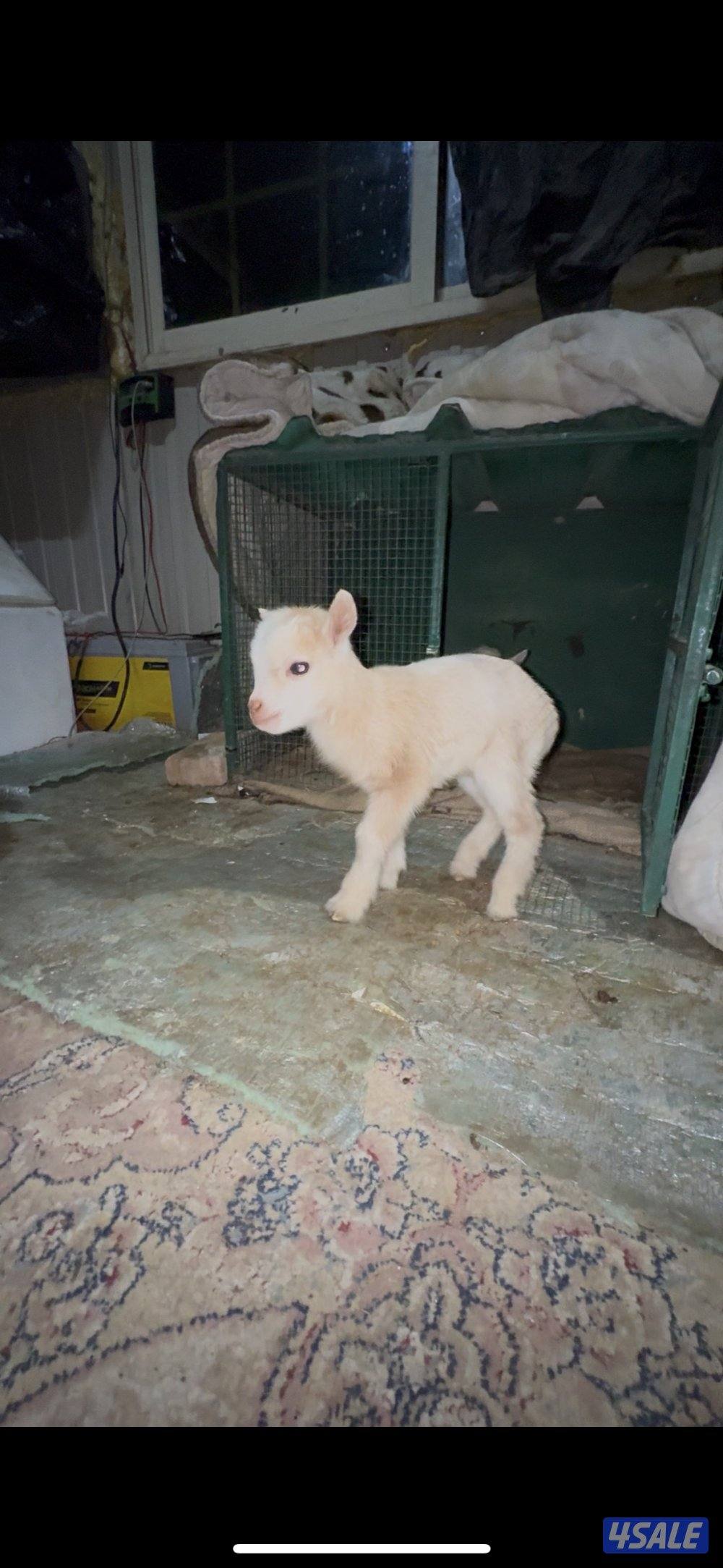 للبيع ماعز القزم1