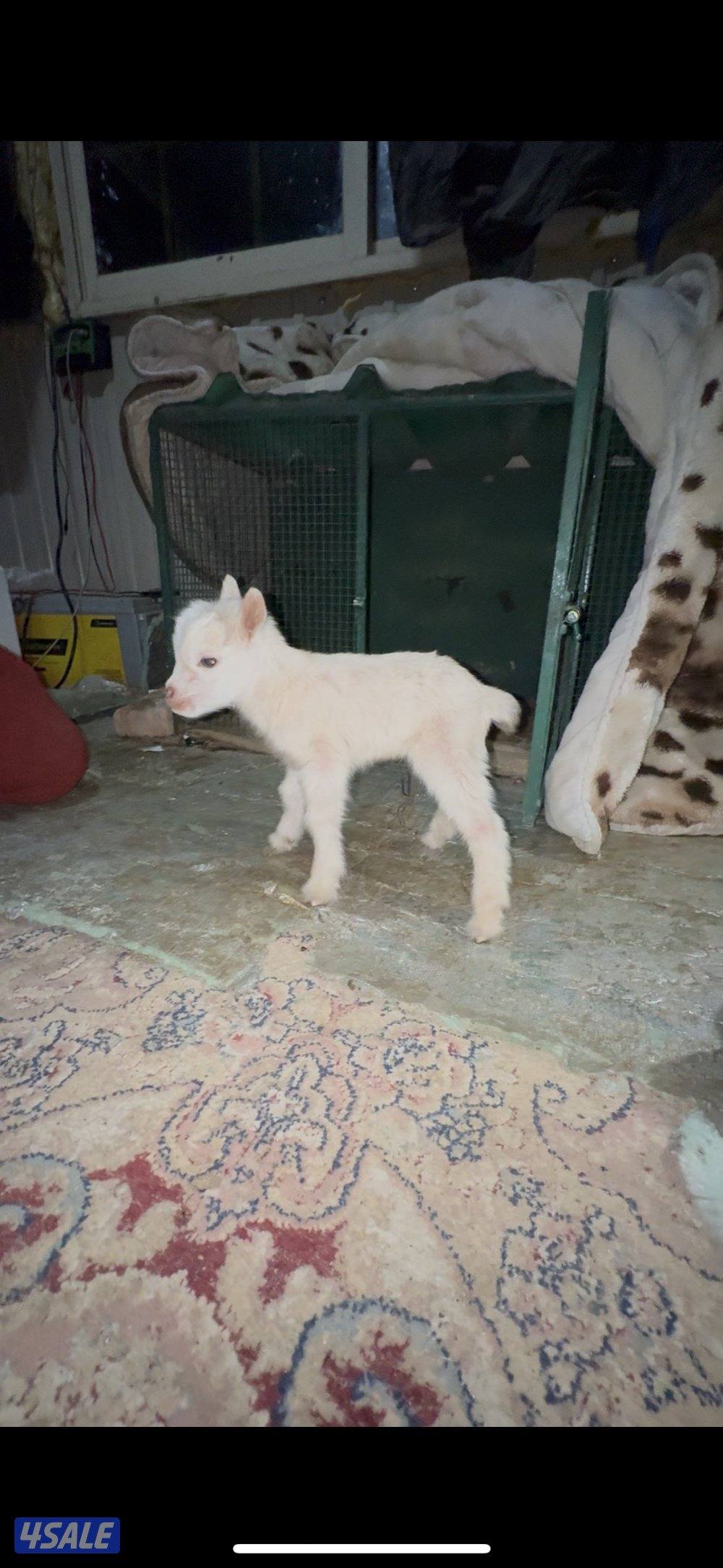 للبيع ماعز القزم2