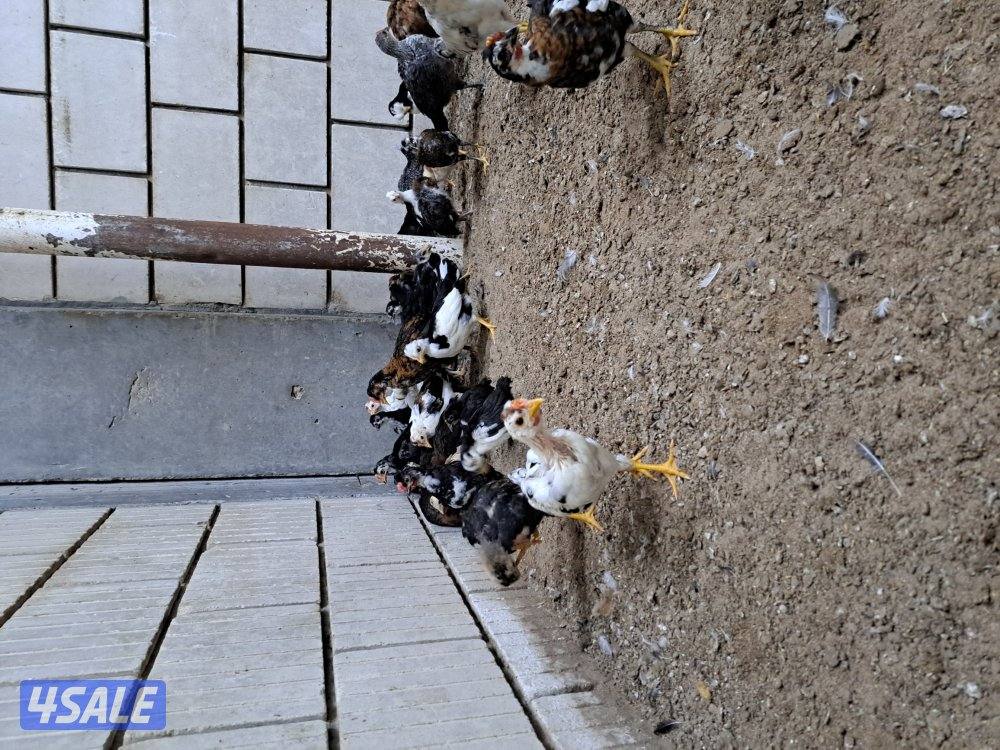 بيع فروخ دجاج اعمارهم مابين الثلاث اشهر والشهرين تقريبا2