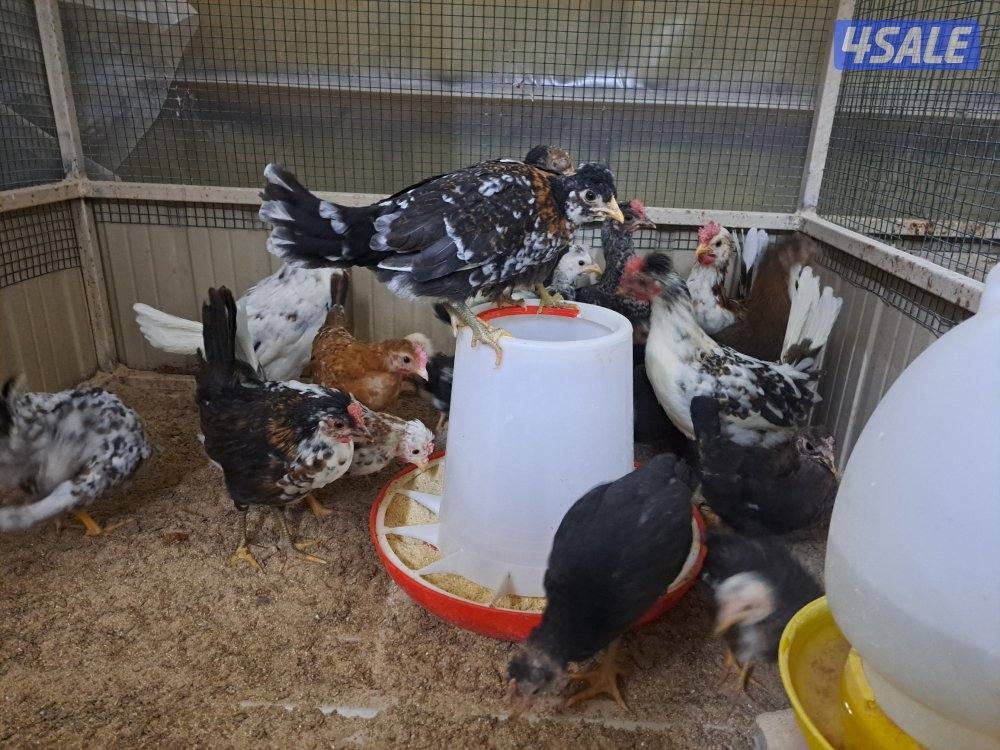 بيع فروخ دجاج اعمارهم مابين الثلاث اشهر والشهرين تقريبا1