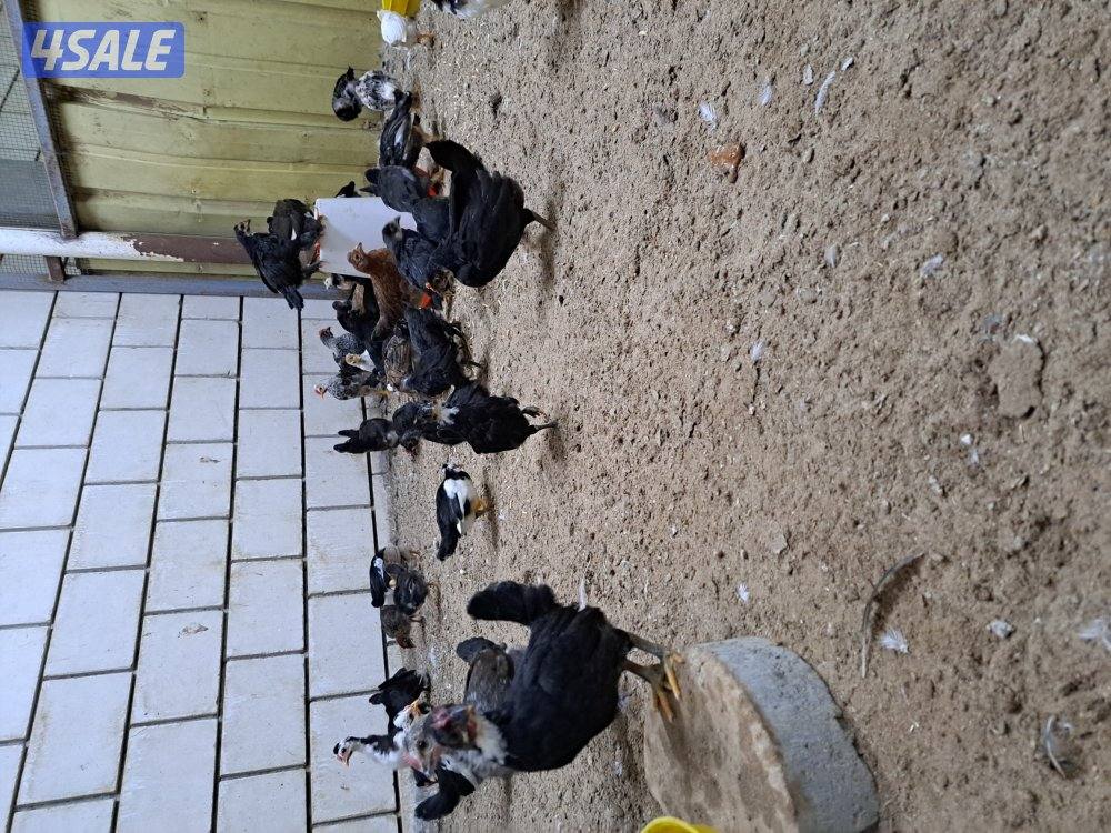 بيع فروخ دجاج اعمارهم مابين الثلاث اشهر والشهرين تقريبا3