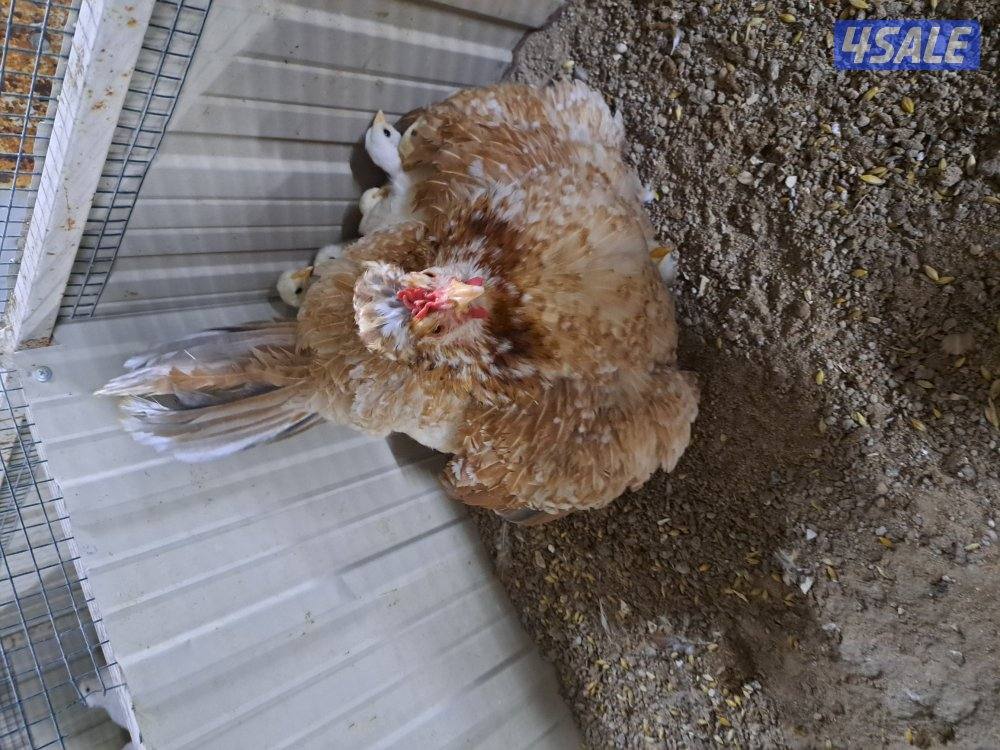 بيع فروخ دجاج اعمارهم مابين الثلاث اشهر والشهرين تقريبا4