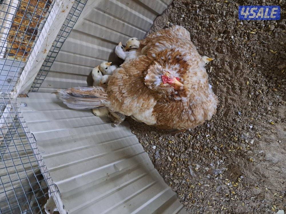 بيع فروخ دجاج اعمارهم مابين الثلاث اشهر والشهرين تقريبا5