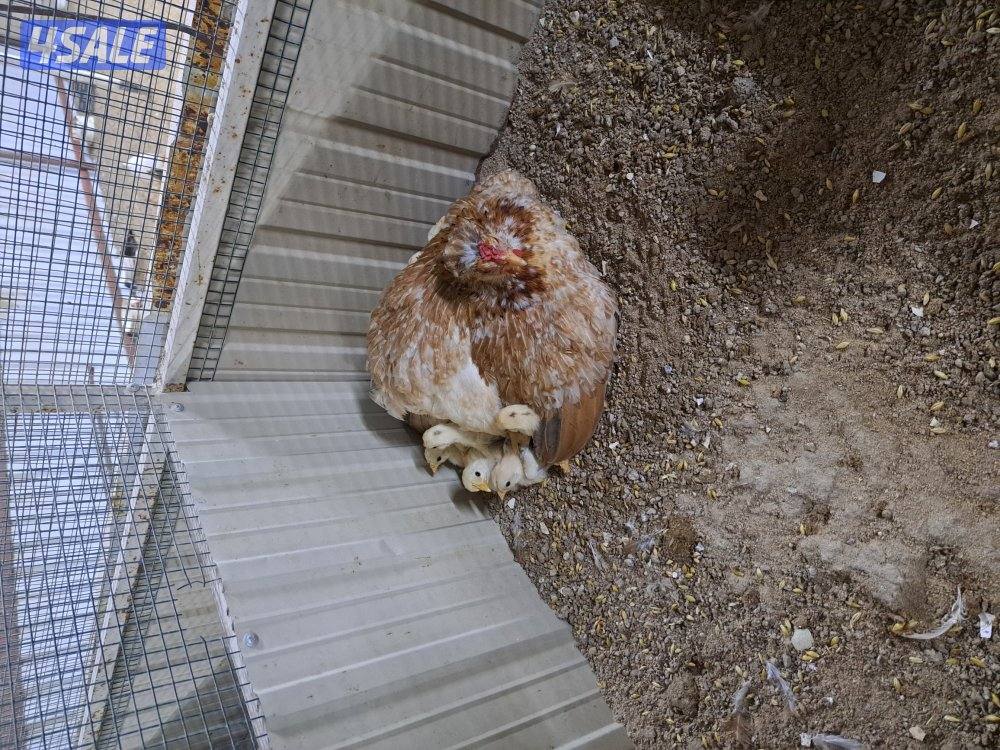 بيع فروخ دجاج اعمارهم مابين الثلاث اشهر والشهرين تقريبا6