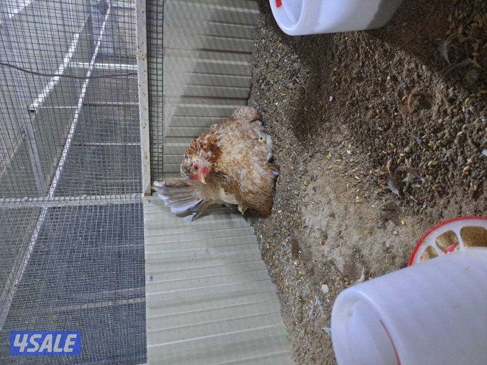 بيع فروخ دجاج اعمارهم مابين الثلاث اشهر والشهرين تقريبا7