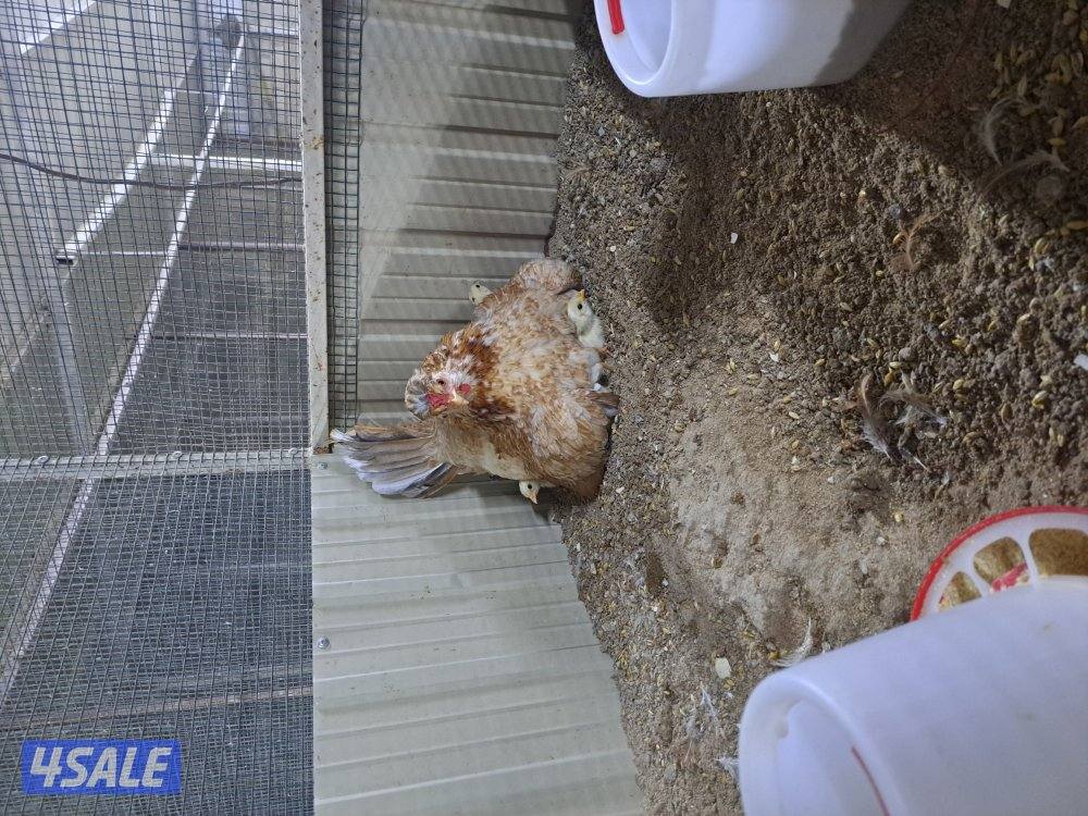 بيع فروخ دجاج اعمارهم مابين الثلاث اشهر والشهرين تقريبا8