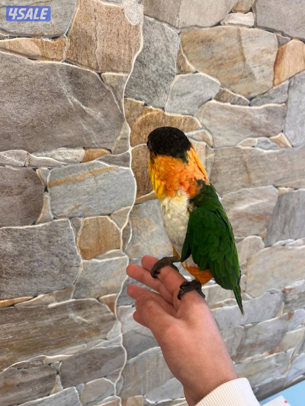 للبيع كاياك ربوه0