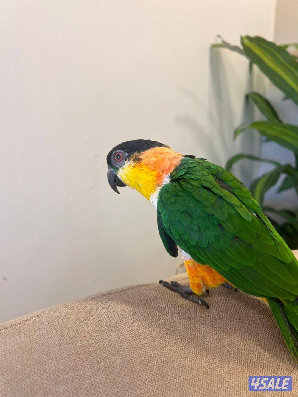 للبيع كاياك ربوه1