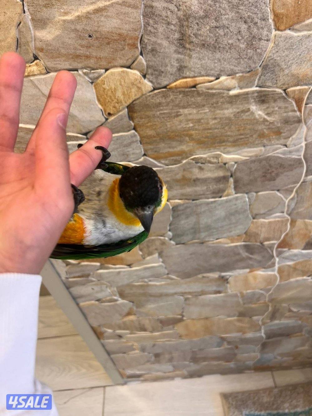 للبيع كاياك ربوه2