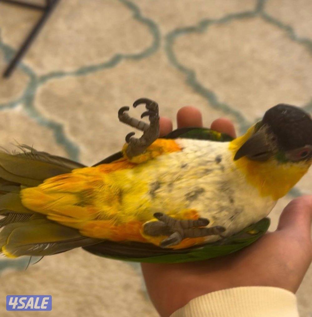 للبيع كاياك ربوه3