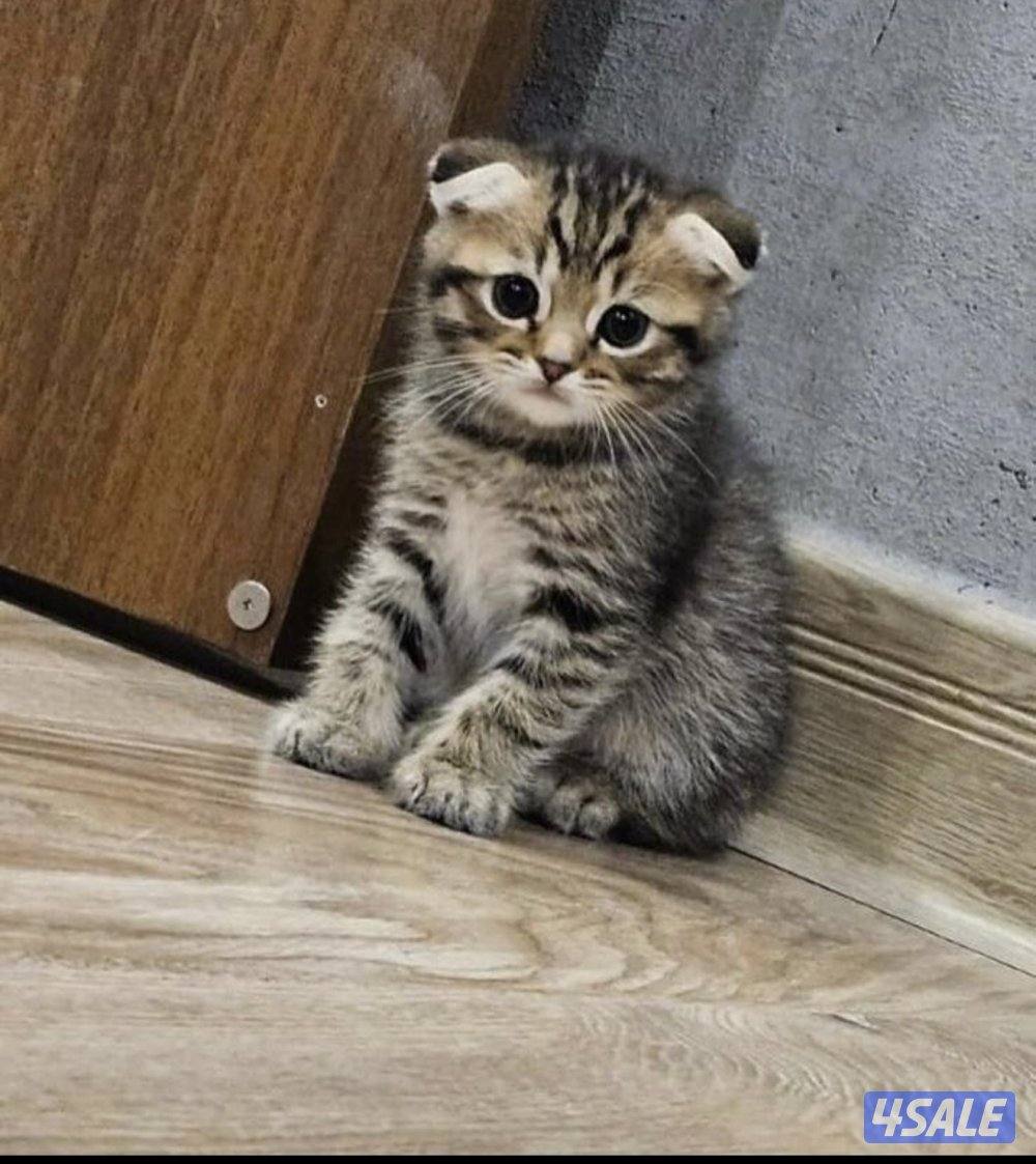 سكوتش شورت هير ،،،اقزام،،،التوصيل خلال ساعه ،،، بيووووور0