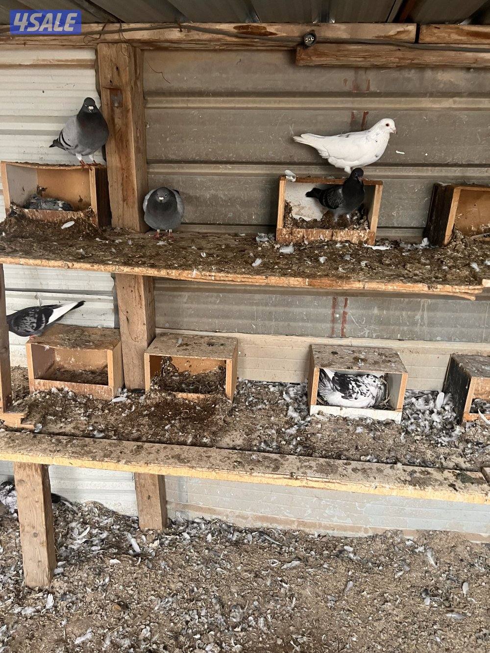 للبيع ازواج زاجل چبره كاملة0