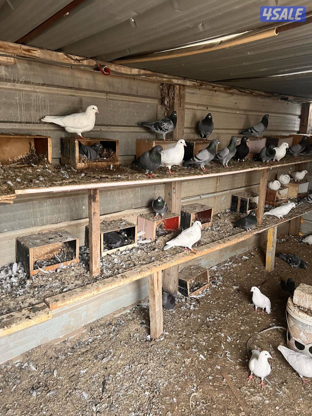 للبيع ازواج زاجل چبره كاملة1