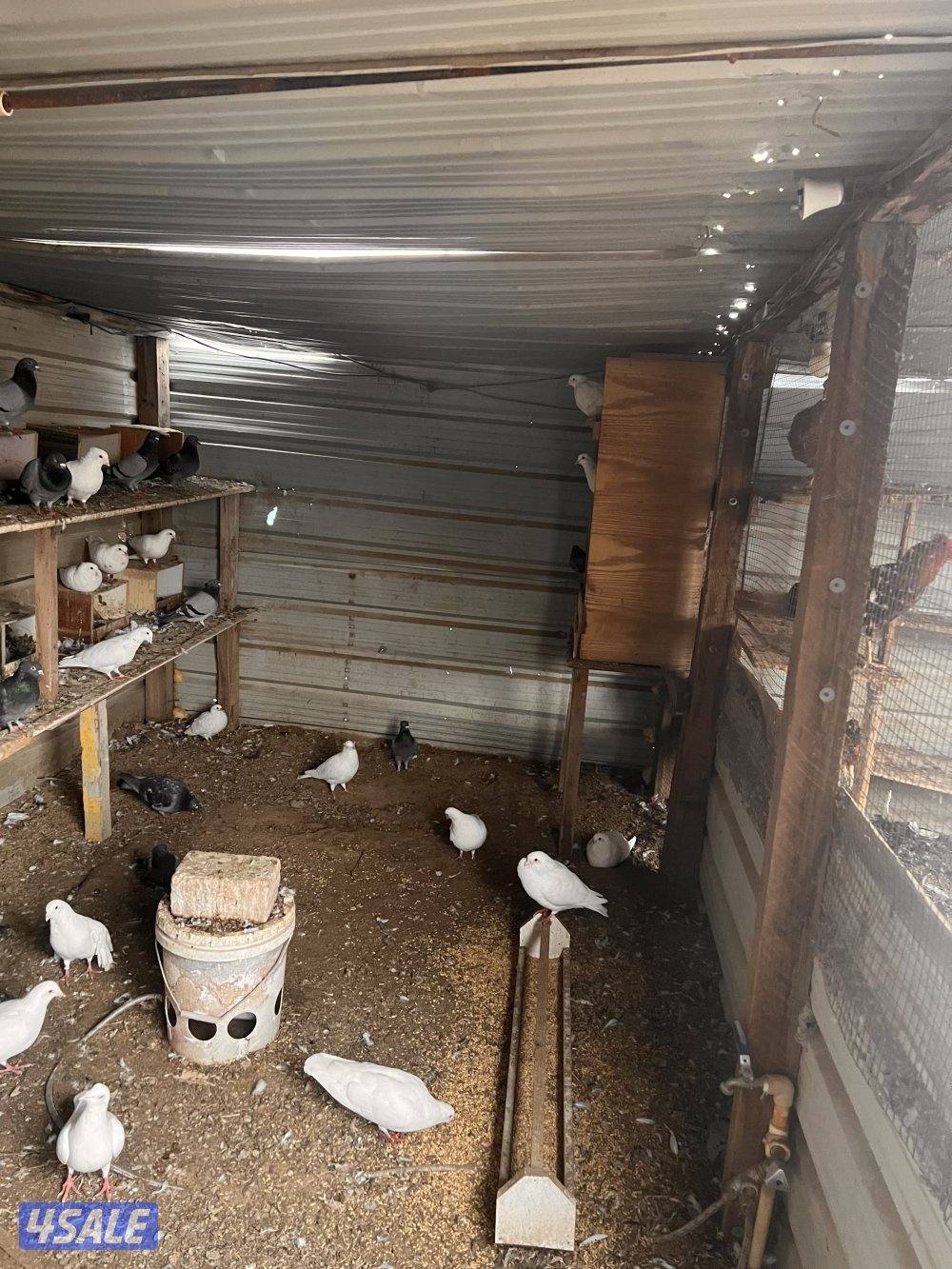 للبيع ازواج زاجل چبره كاملة2