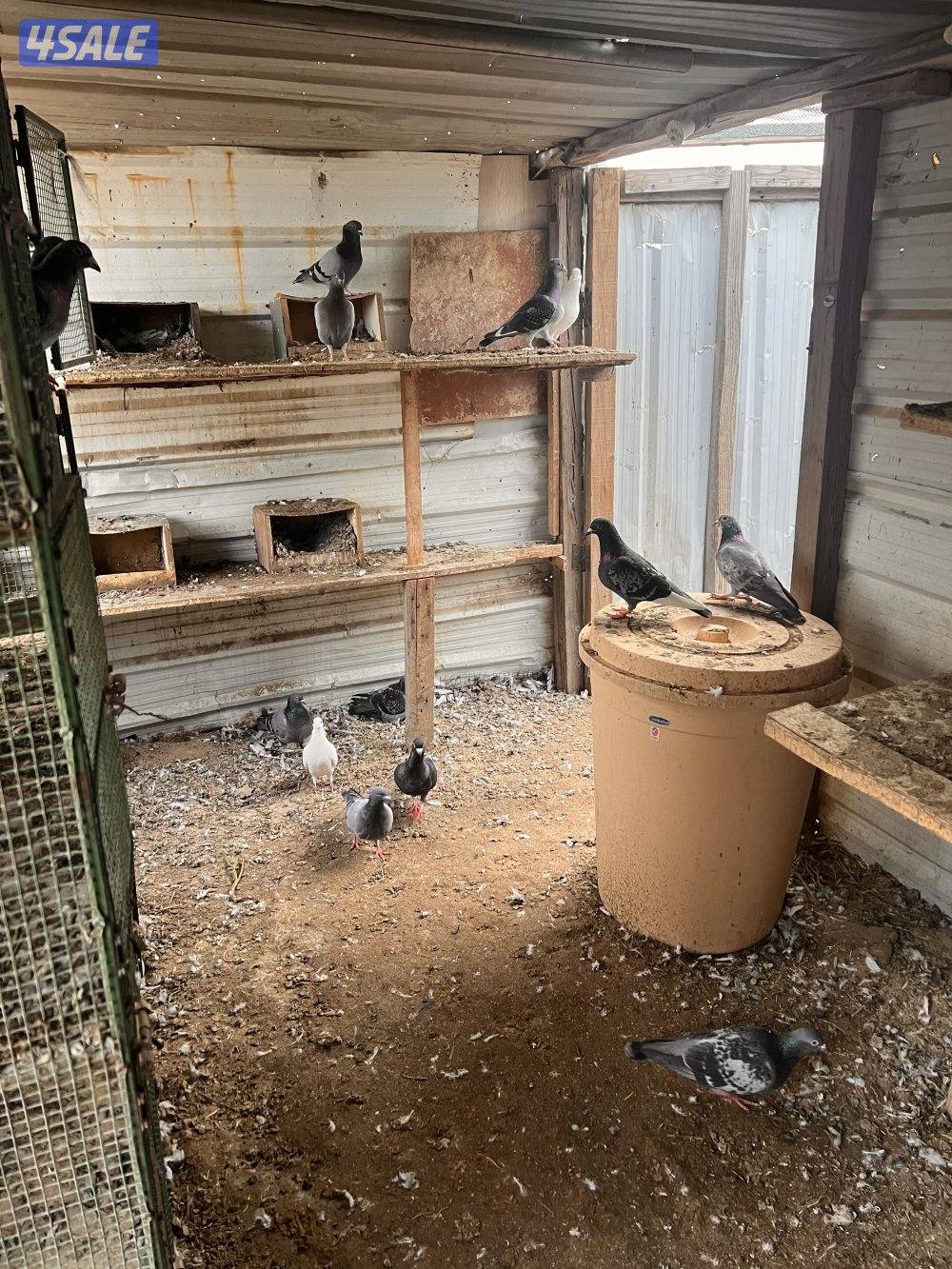 للبيع ازواج زاجل چبره كاملة3