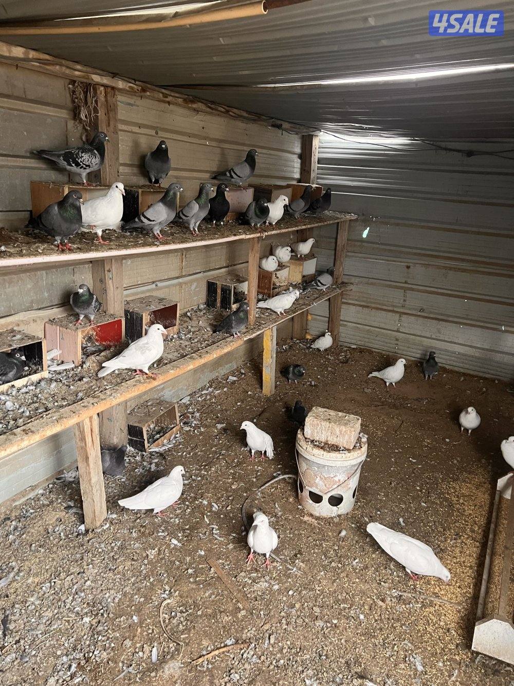 للبيع ازواج زاجل چبره كاملة4