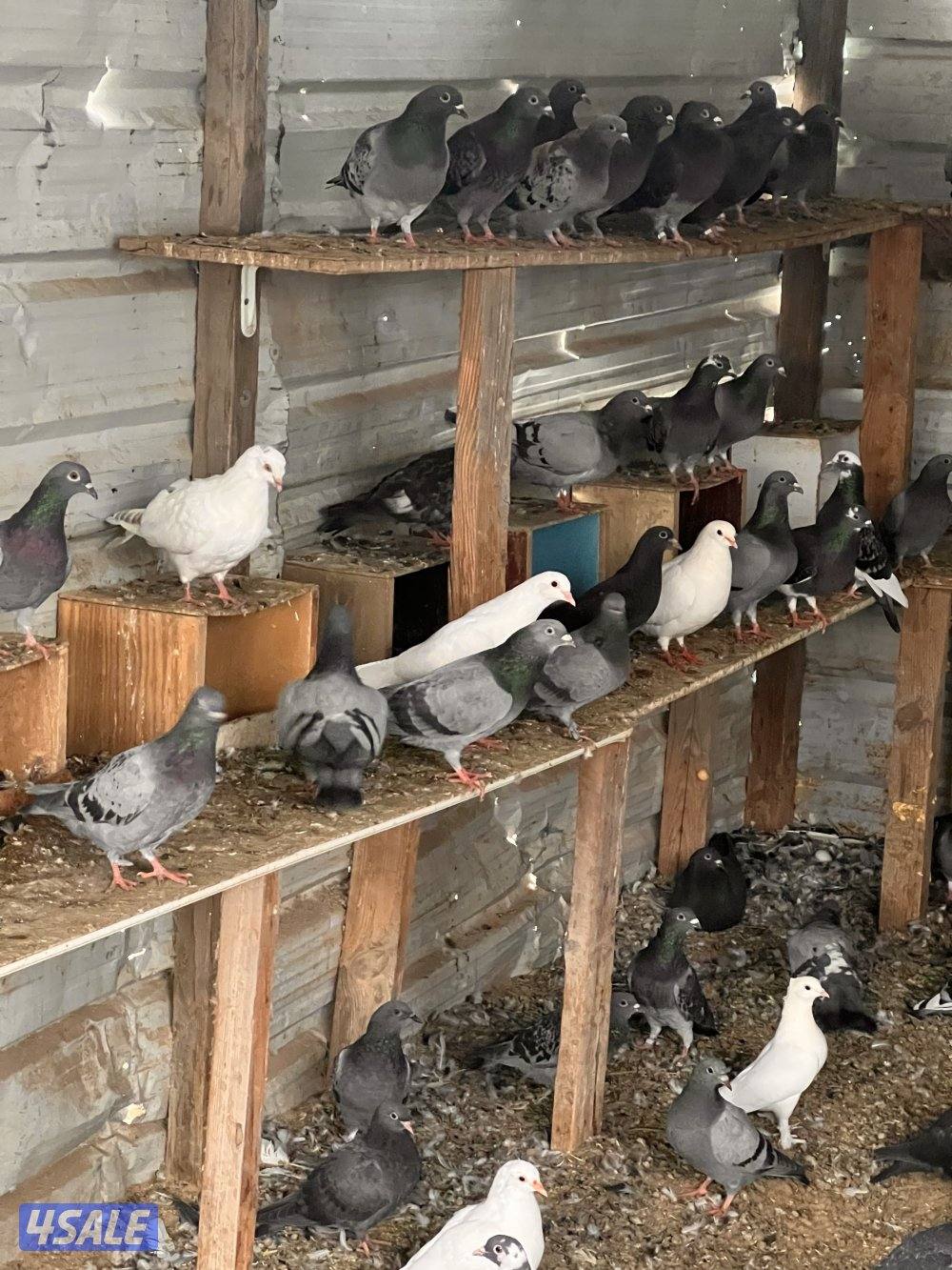 للبيع ازواج زاجل چبره كاملة6