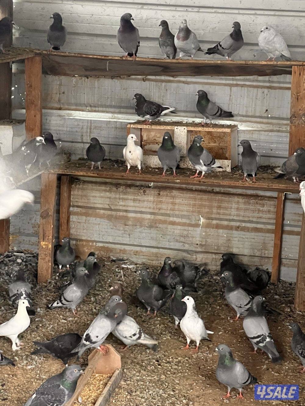 للبيع ازواج زاجل چبره كاملة7