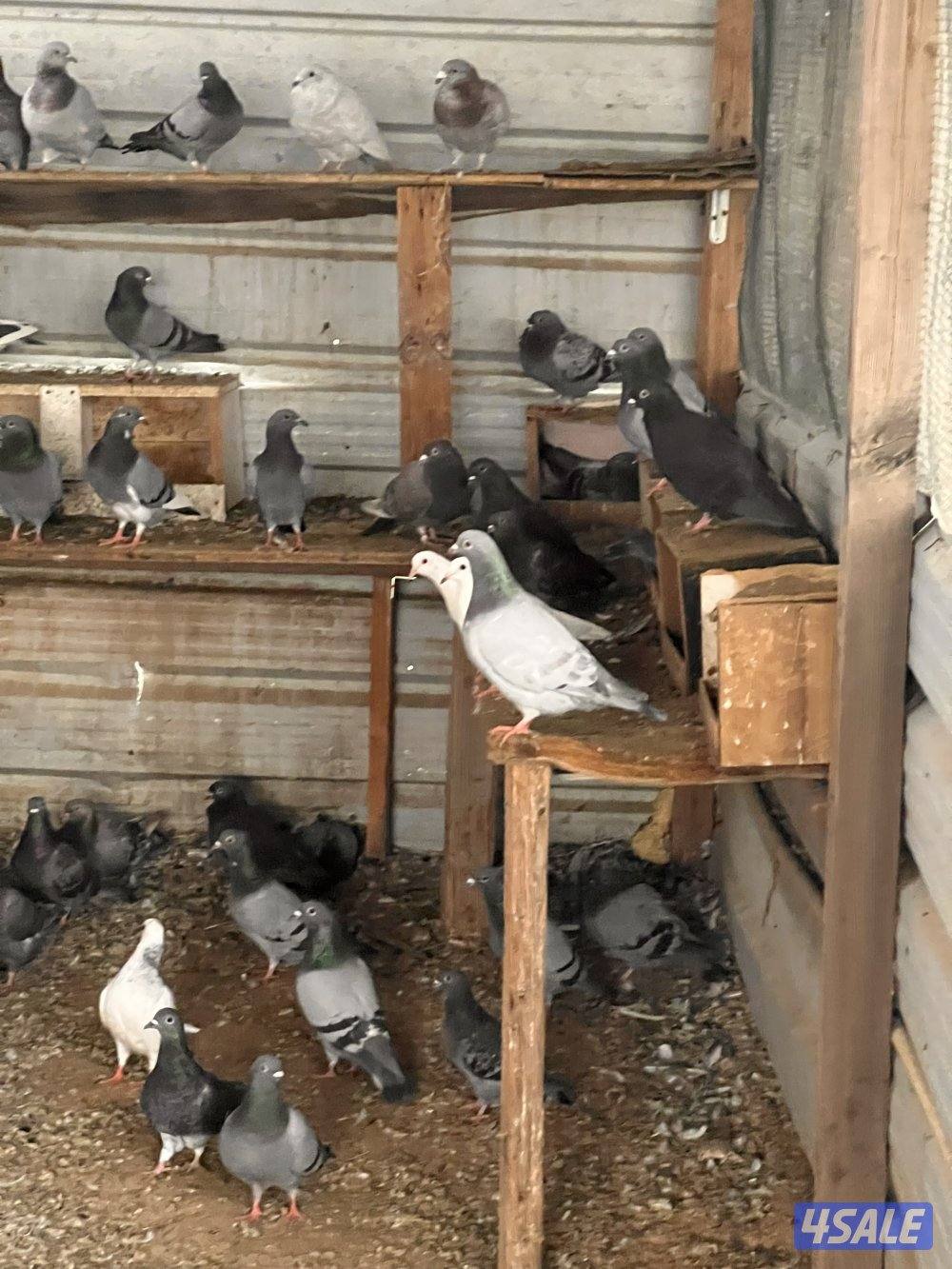 للبيع ازواج زاجل چبره كاملة8