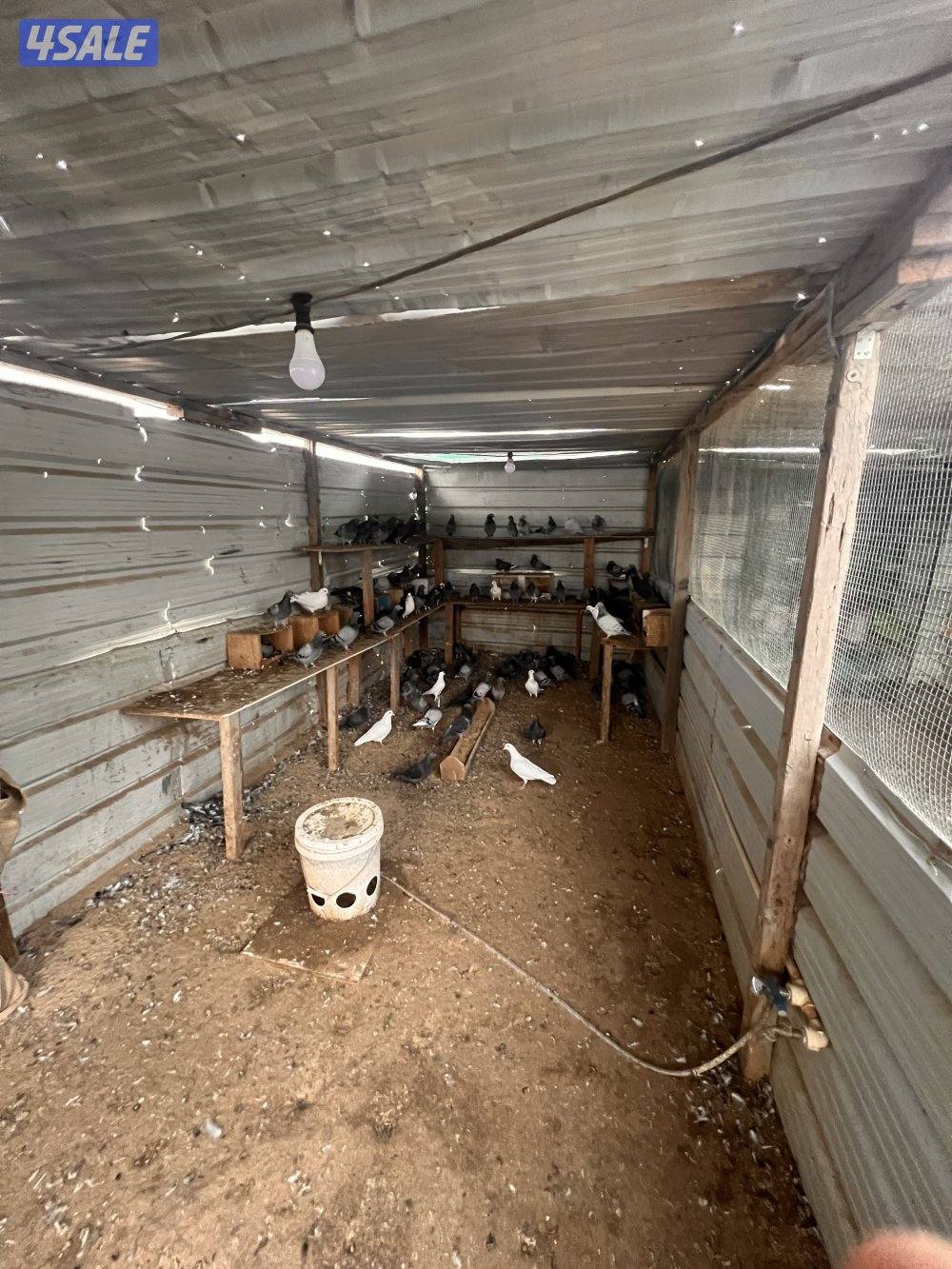 للبيع ازواج زاجل چبره كاملة9