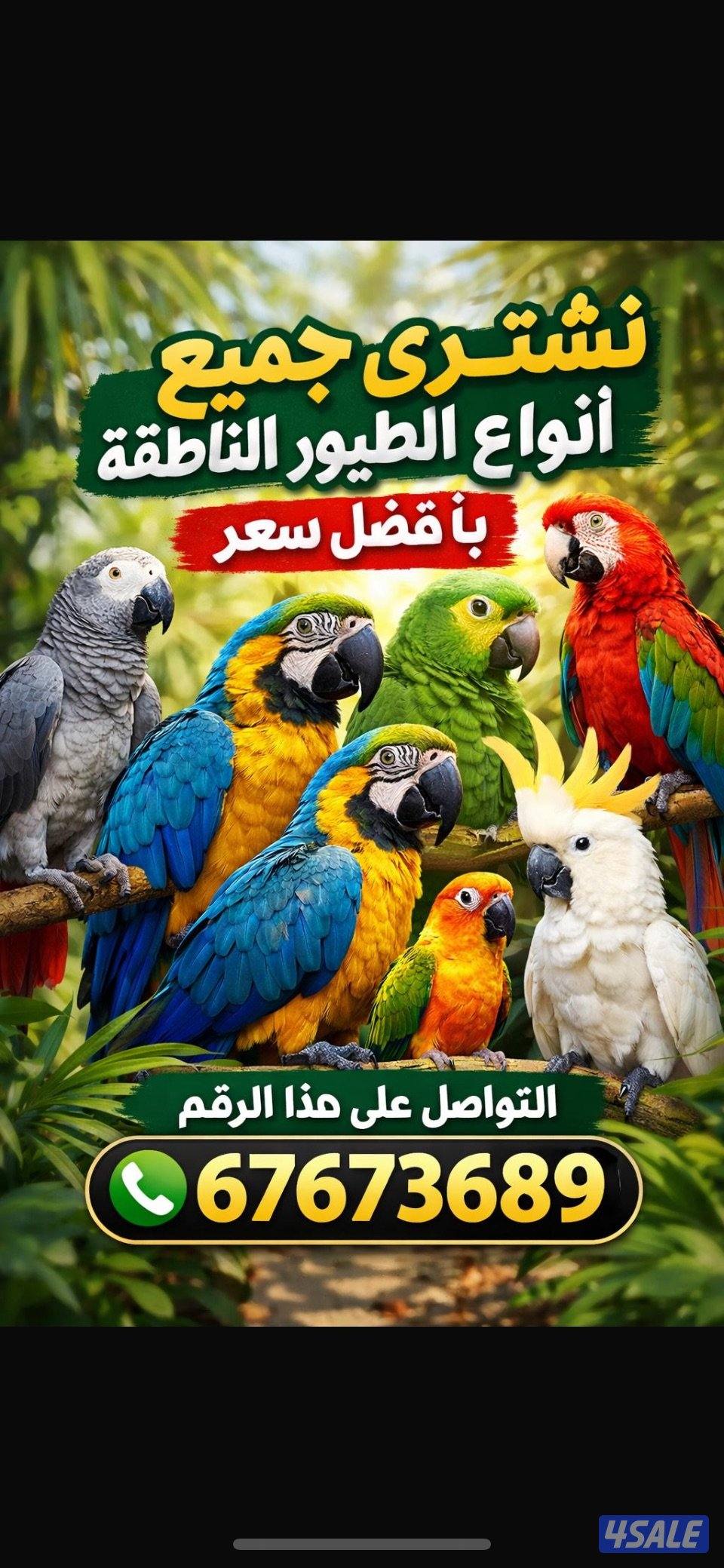 نشتري جميع أنواع الطيور الناطقة بأفضل الأسعار الطيور ربوه0