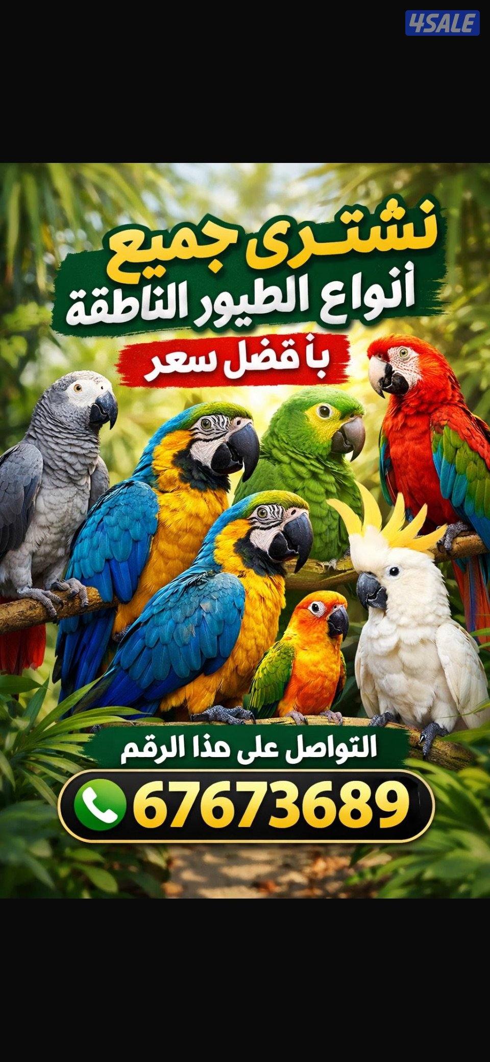 نشتري جميع أنواع الطيور الناطقة بأفضل الأسعار الطيور ربوه2