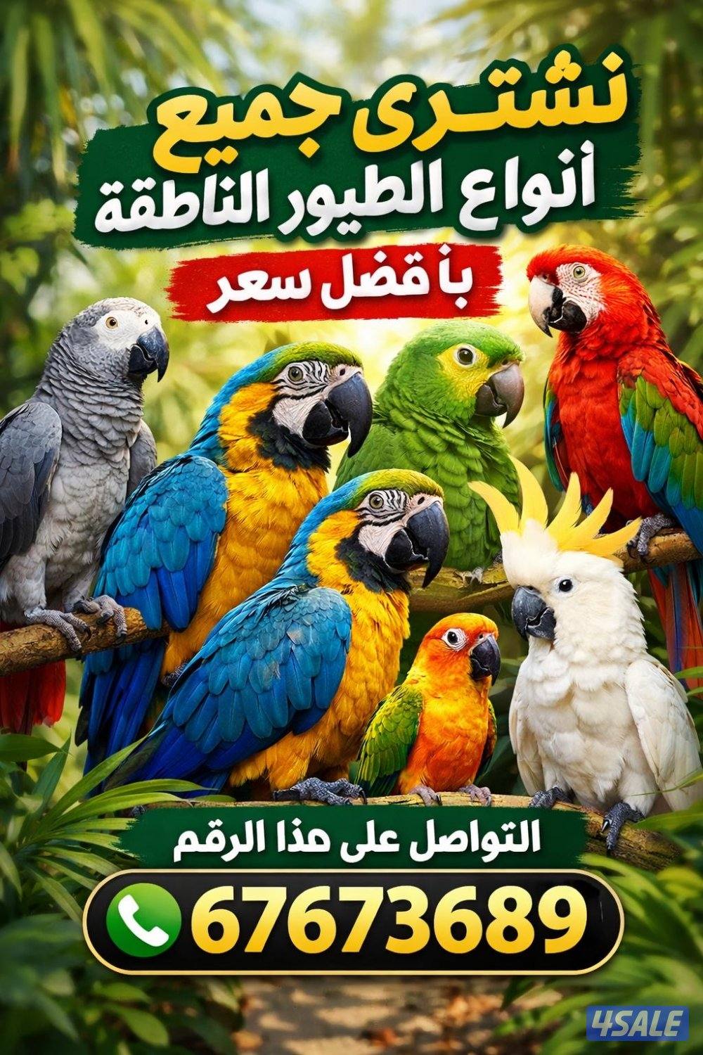 نشتري جميع أنواع الطيور الناطقة بأفضل الأسعار الطيور ربوه3