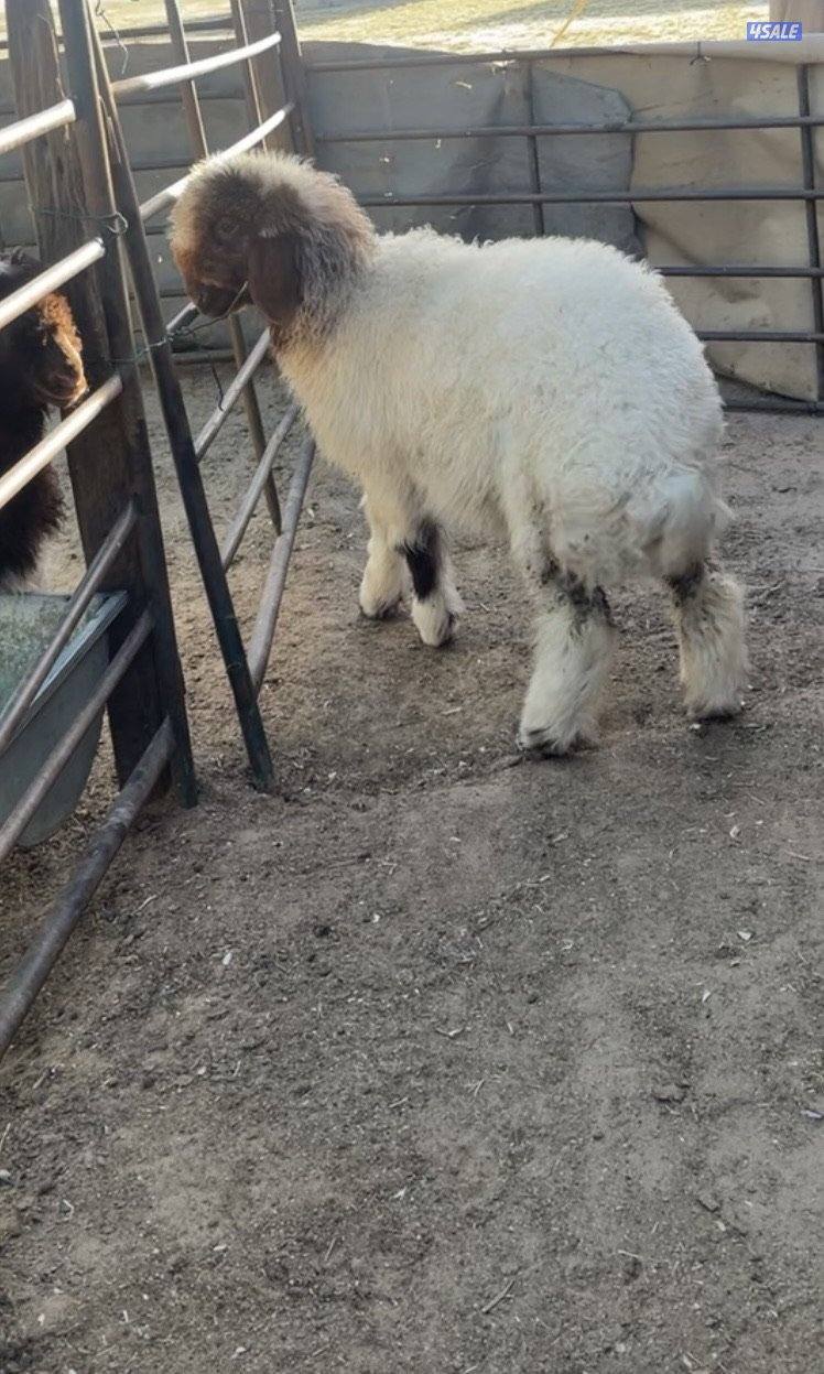 للبيع طليان نعيم0