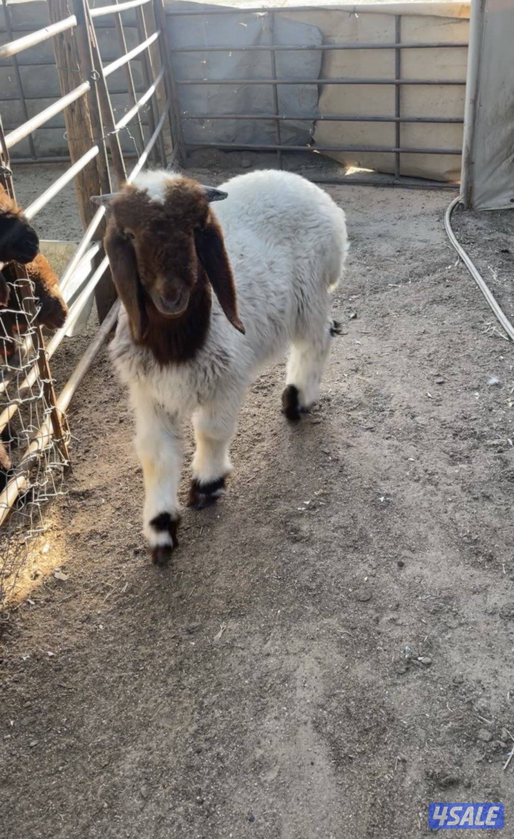 للبيع طليان نعيم1