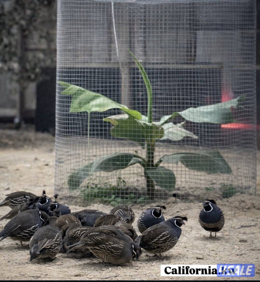 للبيع اجواز كاليفونيا0