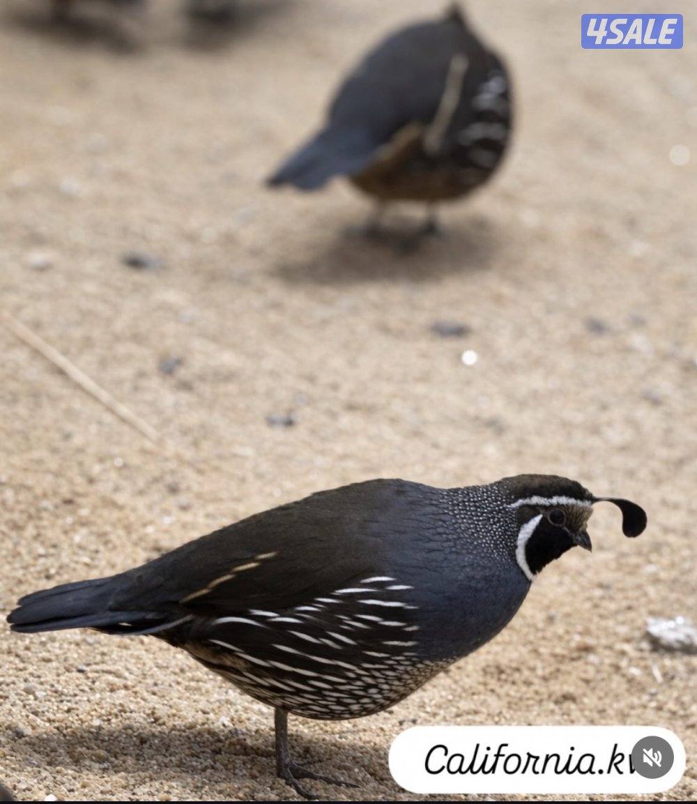 للبيع اجواز كاليفونيا2