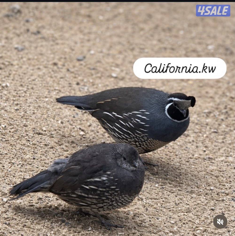 للبيع اجواز كاليفونيا1