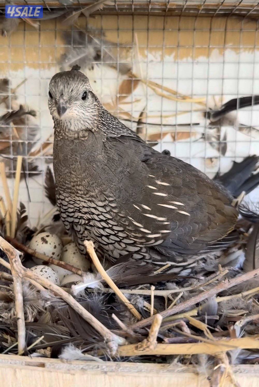 للبيع اجواز كاليفونيا3