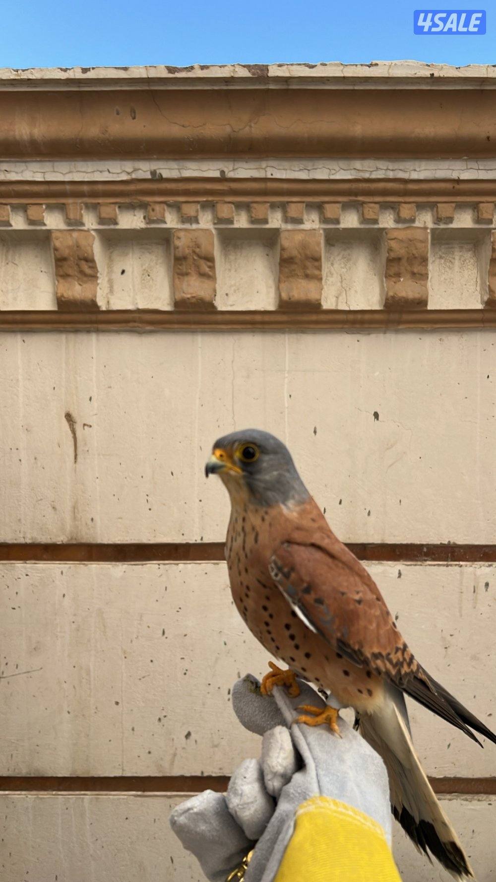 ترمات شرط الصحه0