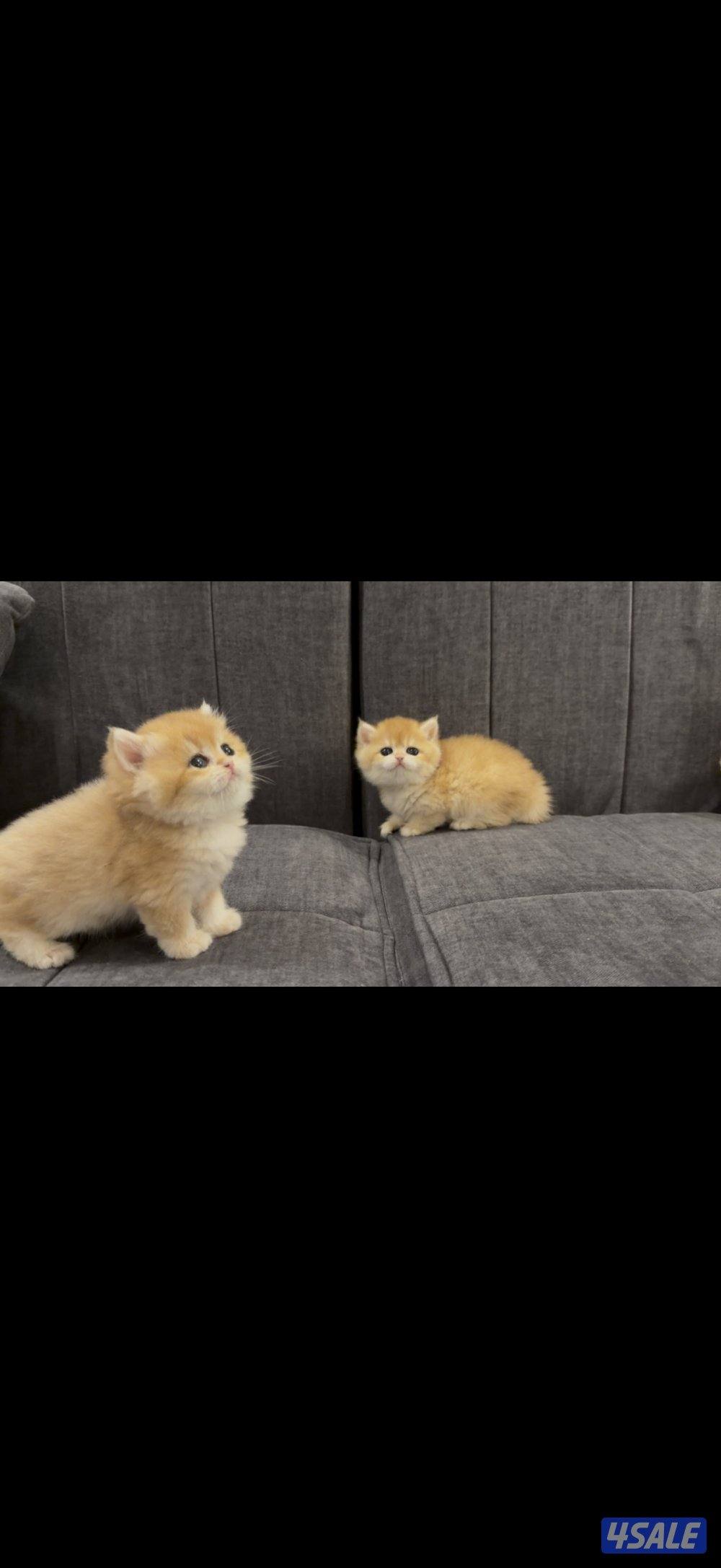 للبيع قطط برتش كتن عدد ٤0