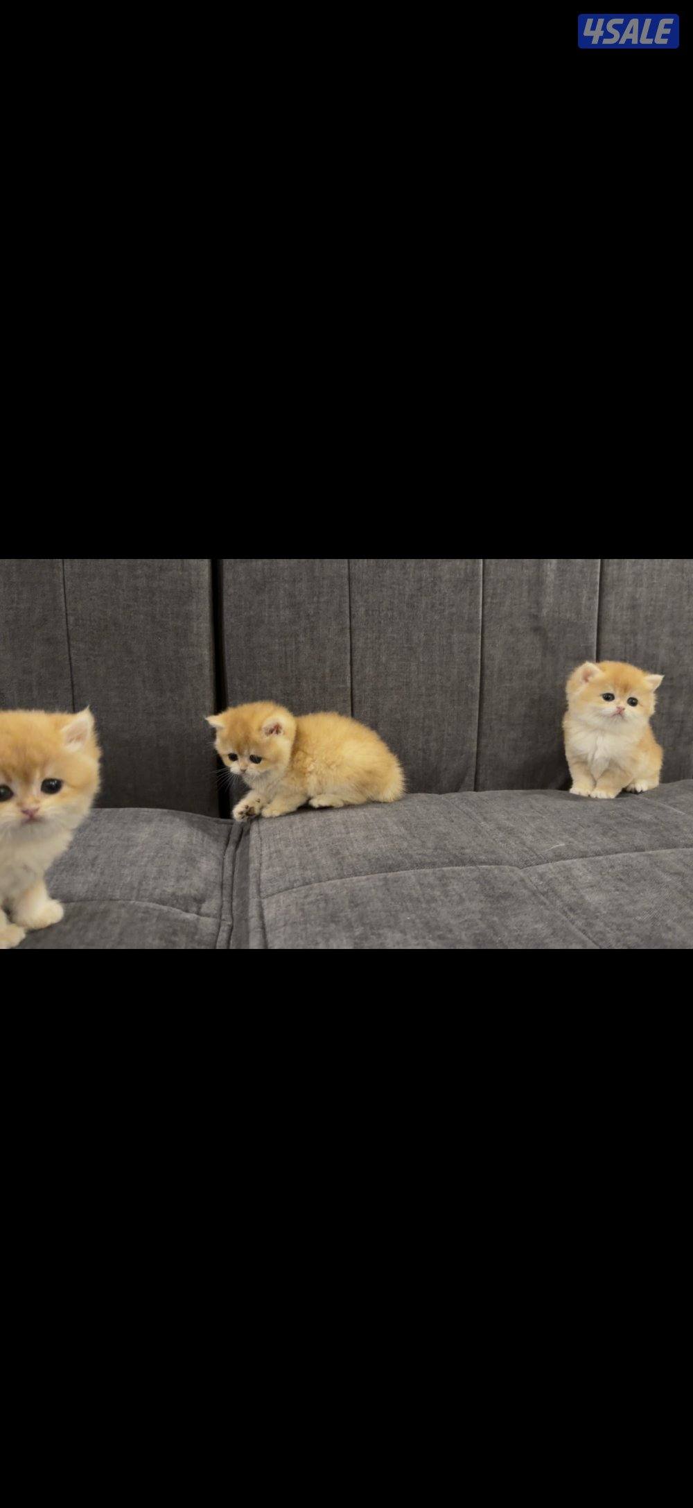 للبيع قطط برتش كتن عدد ٤1