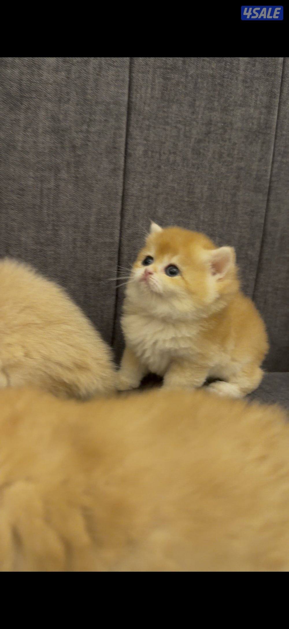 للبيع قطط برتش كتن عدد ٤3